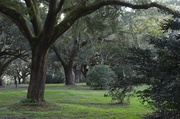 6th Jan 2014 - Live oaks, Charles Towne Landing State Historic Site, Charleston, SC