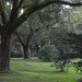 Live oaks, Charles Towne Landing State Historic Site, Charleston, SC by congaree