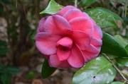 5th Jan 2014 - Camellia