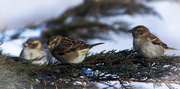 4th Jan 2014 - Sparrows