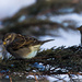 Sparrows by aecasey