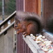 Red Squirrel by philhendry