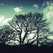 6th Jan 2014 - Winter Trees