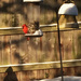 Redbird by yogiw