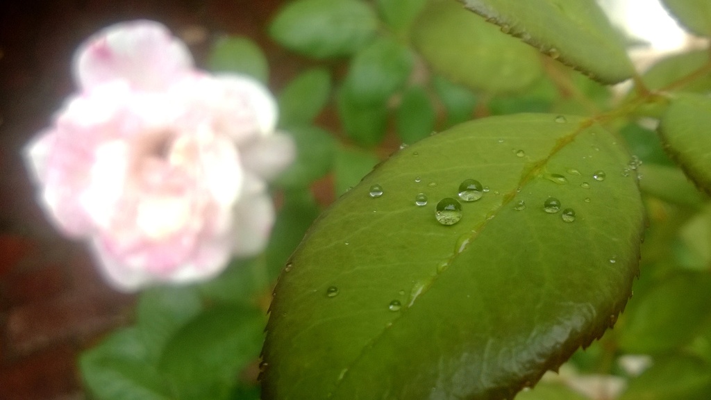 Rain drops on a rose leaf by salza