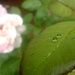 Rain drops on a rose leaf by salza