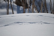25th Jan 2010 - footprints...