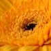 Gerbera flower by bizziebeeme