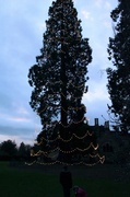 2nd Jan 2014 - The Christmas Tree at Wakehurst Place