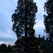 The Christmas Tree at Wakehurst Place by jennymdennis