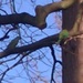 Parrots in a tree at Claremont Landscape Gardens by jennymdennis