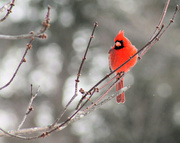 6th Jan 2014 - Snow Day