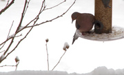 5th Jan 2014 - Dove