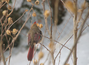 6th Jan 2014 - Cardinal Feathers