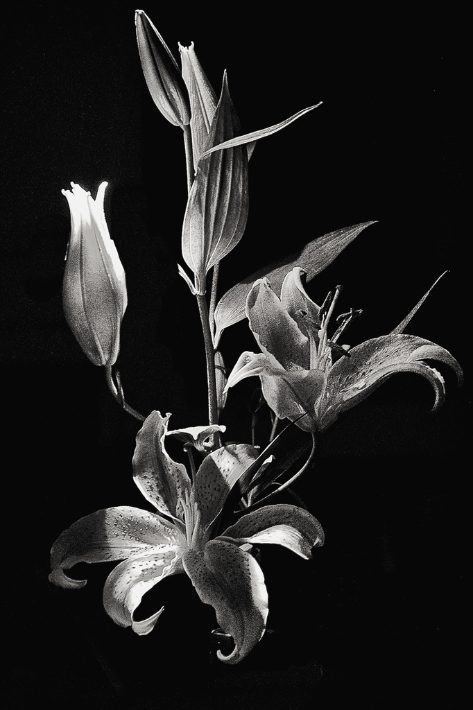 Still Life in Black and White  by taffy
