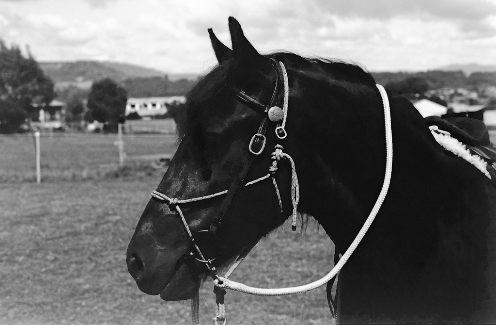 Bit, bridle and halter by peterdegraaff