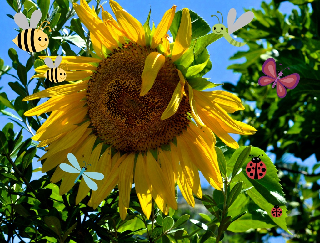 Sunflower surprise by brigette