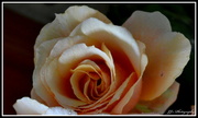 7th Jan 2014 - Julia's rose