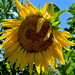 sunflower for Sue :) by brigette