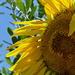 sunflower seeds by brigette