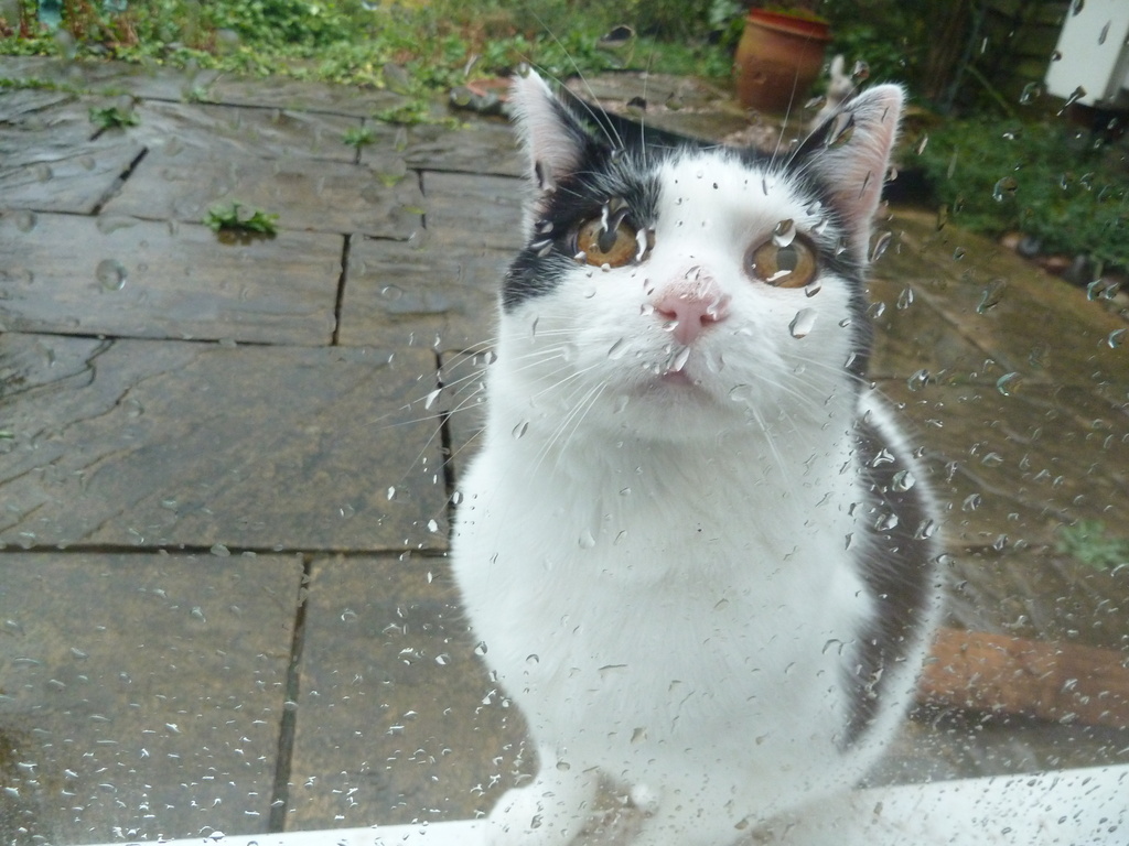 P1020637 Please let me in its raining again by wendyfrost