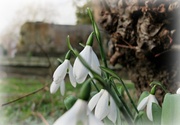 7th Jan 2014 - the first snowdrops