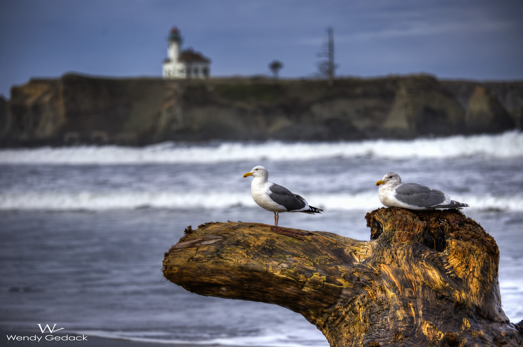 Seagulls On Watch by exposure4u