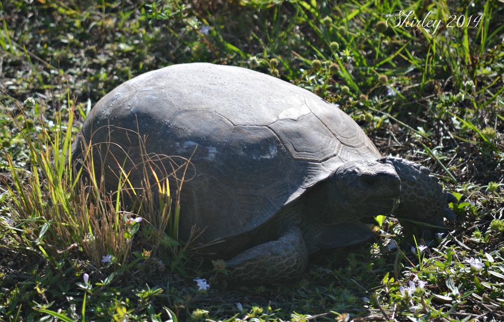 gopher tortoise by mjmaven