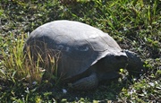 4th Jan 2014 - gopher tortoise