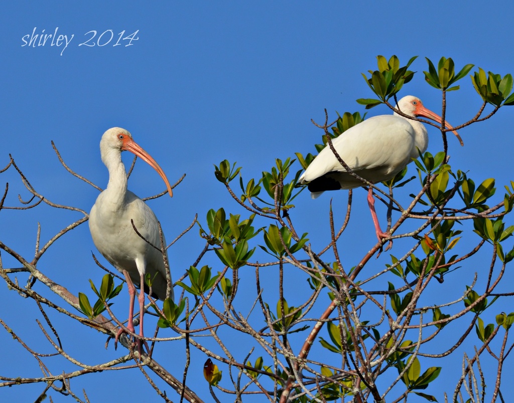white ibis by mjmaven