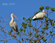 5th Jan 2014 - white ibis