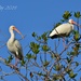 white ibis by mjmaven