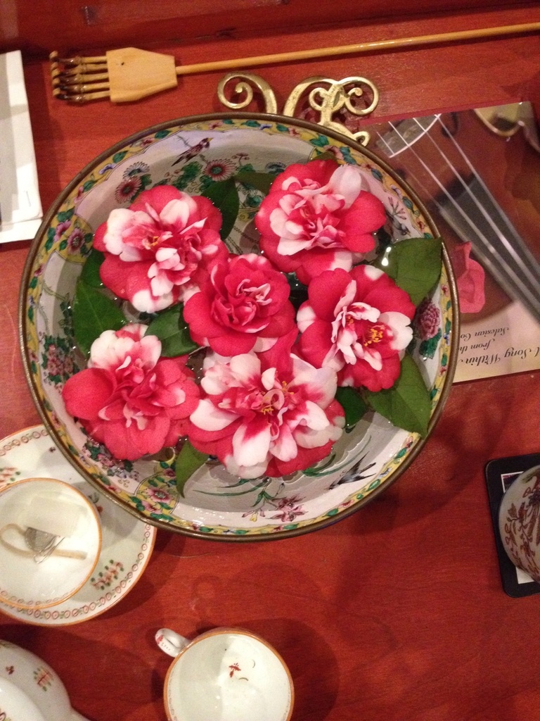 A bowl full of camellias saved before the big freeze yesterday from our front garden by congaree
