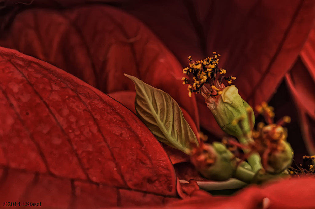 Poinsettia by lstasel