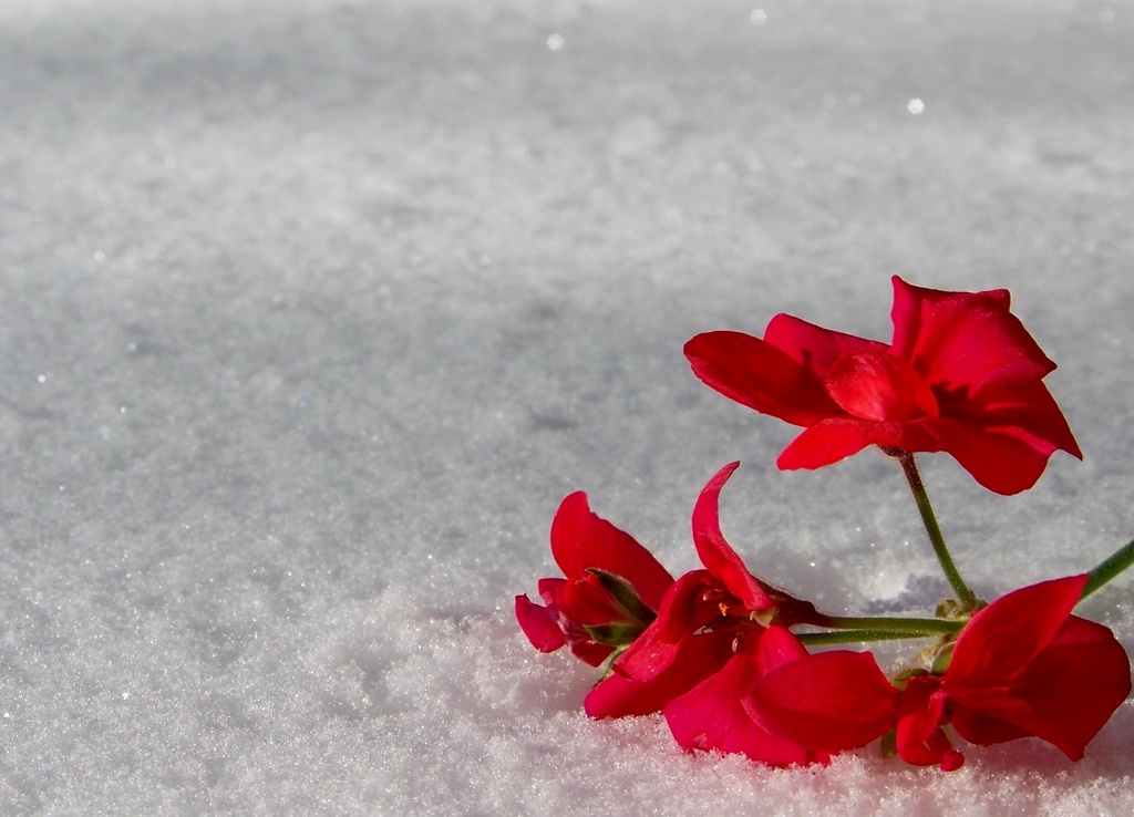 snow flower by dmdfday