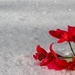 snow flower by dmdfday