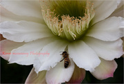 8th Jan 2014 - Bee on white flower
