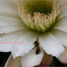 Bee on white flower by kerenmcsweeney