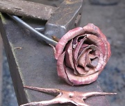 17th Sep 2010 - Copper rose