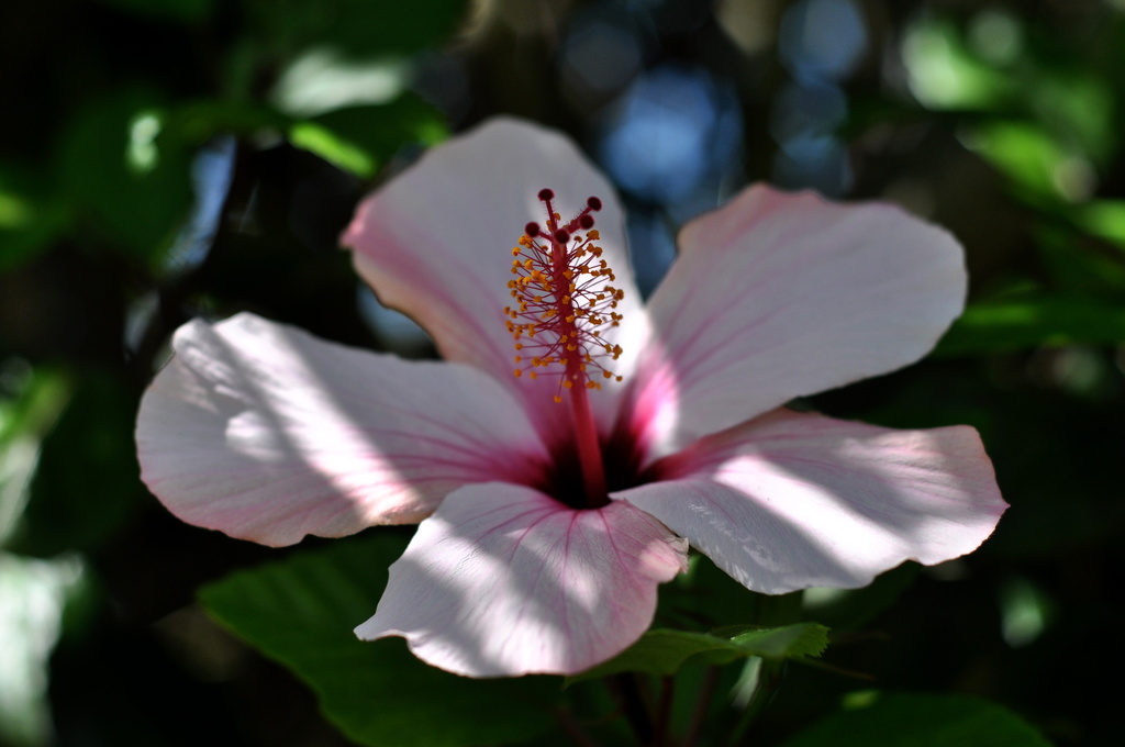 Summer hibiscus by brigette