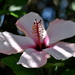 Summer hibiscus by brigette