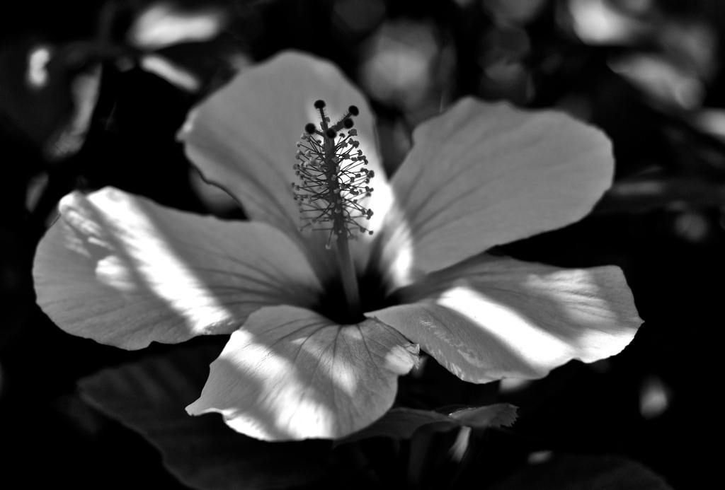 Hibiscus #2 by brigette