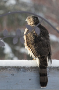 8th Jan 2014 - Hawk Profile
