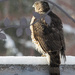 Hawk Profile by gardencat
