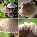 Fungi by mattjcuk