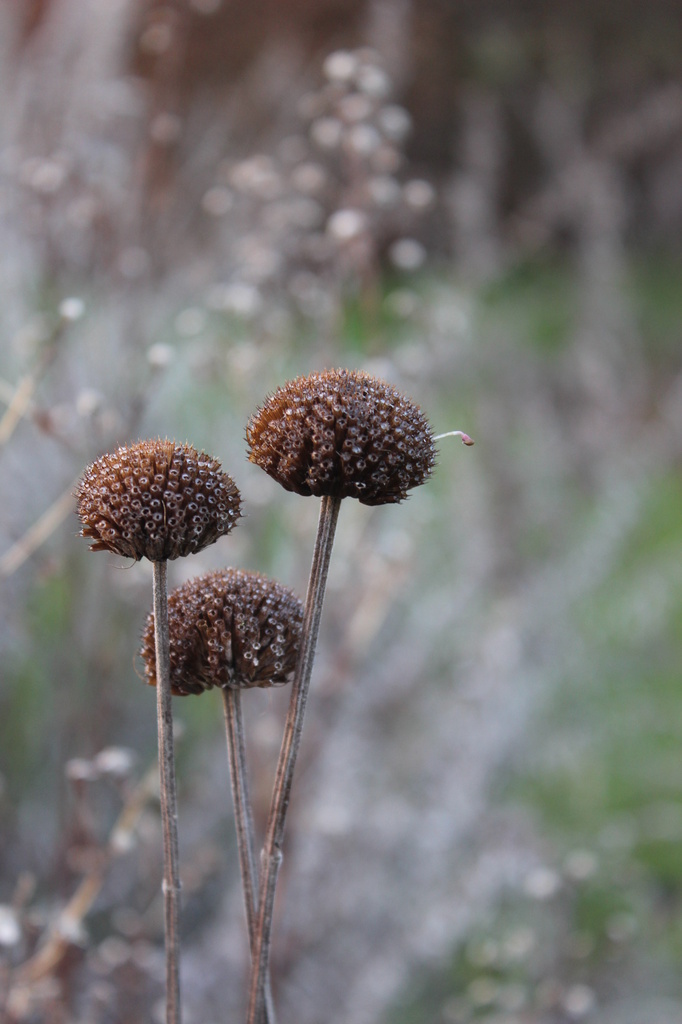 seed heads by mariadarby