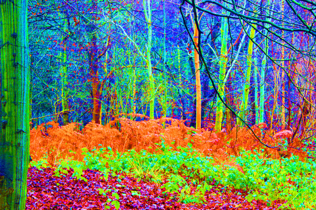 Bisham woods by mariadarby