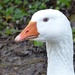 my friend the goose by quietpurplehaze