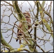 8th Jan 2014 - My first pic of an owl