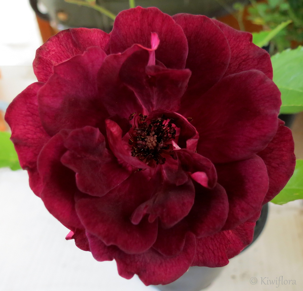 Rose 'Iceberg Burgundy' by kiwiflora